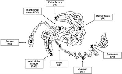 Microbiota characterization throughout the digestive tract of horses fed a high-fiber vs. a high-starch diet